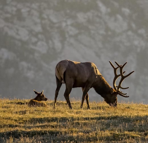 elk_fall.2-1